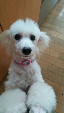 f:id:dog_life_saving:20140809071834j:image