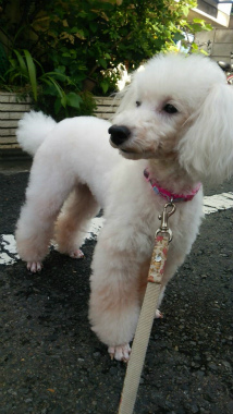 f:id:dog_life_saving:20140809071836j:image