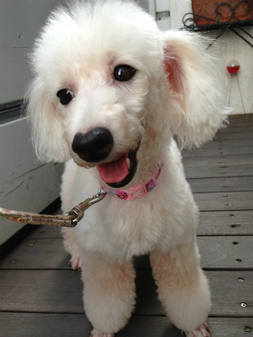 f:id:dog_life_saving:20140809071837j:image