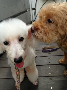 f:id:dog_life_saving:20140809071838j:image