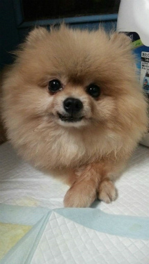 f:id:dog_life_saving:20140829214821j:image