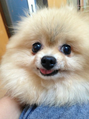 f:id:dog_life_saving:20140829214822j:image