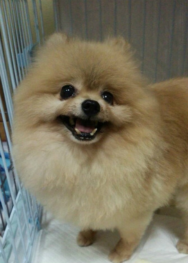 f:id:dog_life_saving:20140829214823j:image