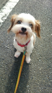 f:id:dog_life_saving:20140829220139j:image