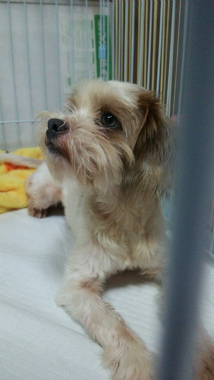 f:id:dog_life_saving:20140829220140j:image