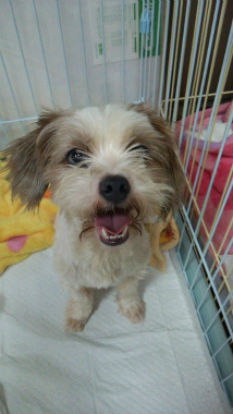 f:id:dog_life_saving:20140829220141j:image