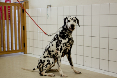 f:id:dog_life_saving:20140829221002j:image