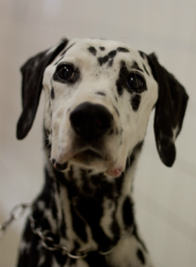f:id:dog_life_saving:20140829221003j:image