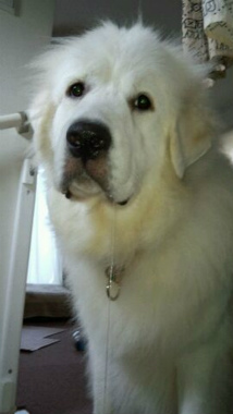 f:id:dog_life_saving:20140915081532j:image