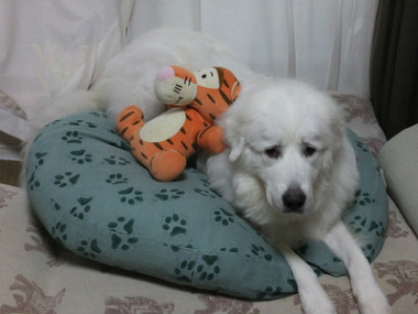 f:id:dog_life_saving:20140915081534j:image