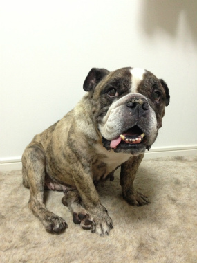 f:id:dog_life_saving:20141002211549j:image