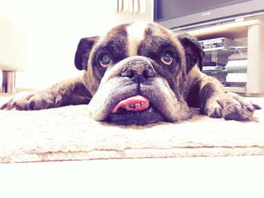 f:id:dog_life_saving:20141002211550j:image