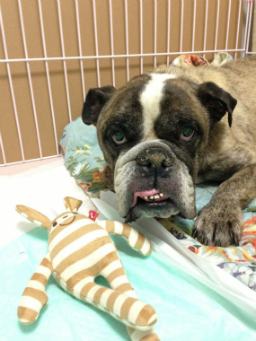 f:id:dog_life_saving:20141002211551j:image