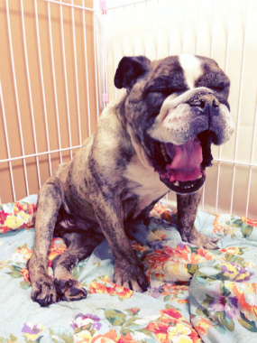 f:id:dog_life_saving:20141002211553j:image