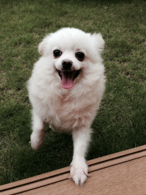 f:id:dog_life_saving:20141002215704j:image