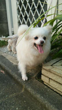 f:id:dog_life_saving:20141002215705j:image