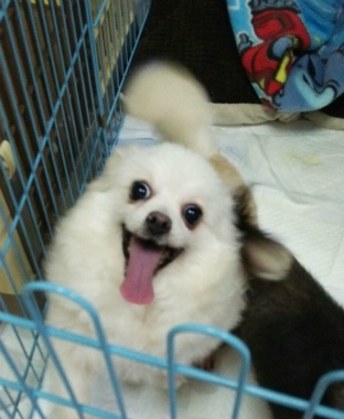 f:id:dog_life_saving:20141002215707j:image