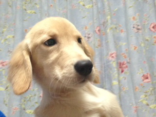 f:id:dog_life_saving:20141015193336j:image