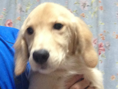 f:id:dog_life_saving:20141015193337j:image