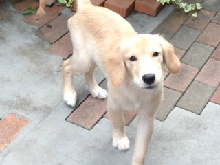 f:id:dog_life_saving:20141015193338j:image