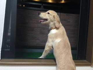 f:id:dog_life_saving:20141015193339j:image