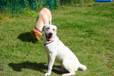 f:id:dog_life_saving:20141022200340j:image