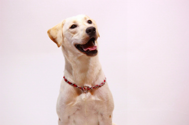 f:id:dog_life_saving:20141022200341j:image