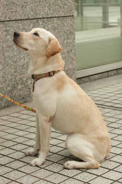 f:id:dog_life_saving:20141022200807j:image