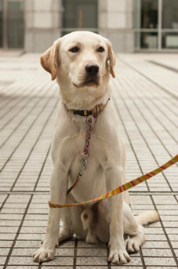 f:id:dog_life_saving:20141022200809j:image