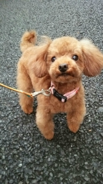 f:id:dog_life_saving:20141101133730j:image