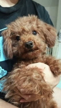 f:id:dog_life_saving:20141101133731j:image