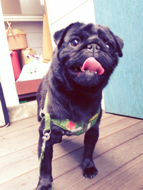 f:id:dog_life_saving:20141120220736j:image