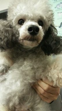 f:id:dog_life_saving:20141120222355j:image