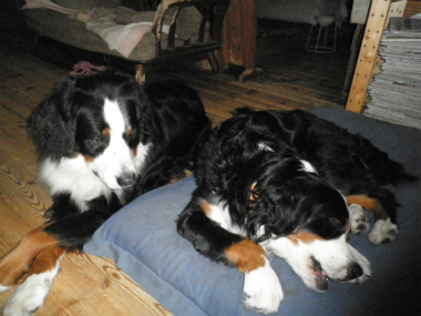 f:id:dog_life_saving:20141207190806j:image