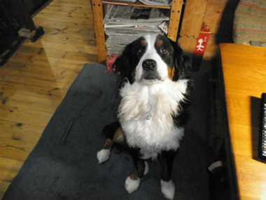 f:id:dog_life_saving:20141207190807j:image