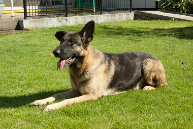 f:id:dog_life_saving:20141207191546j:image