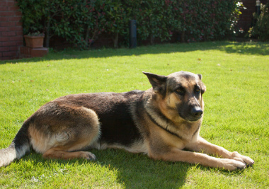 f:id:dog_life_saving:20141207192548j:image