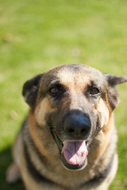 f:id:dog_life_saving:20141207192549j:image