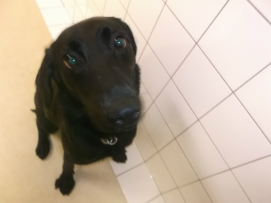 f:id:dog_life_saving:20141207195244j:image