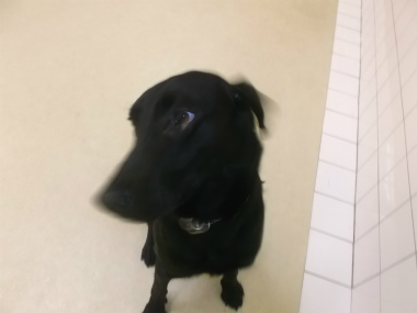 f:id:dog_life_saving:20141207195245j:image