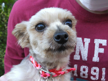 f:id:dog_life_saving:20141207195401j:image