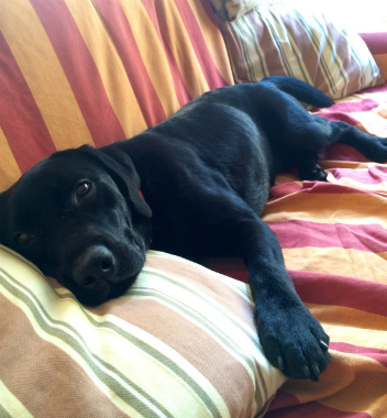 f:id:dog_life_saving:20150122202807j:image