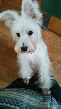 f:id:dog_life_saving:20150122224203j:image
