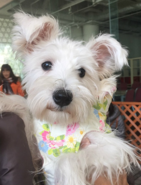 f:id:dog_life_saving:20150122224204j:image