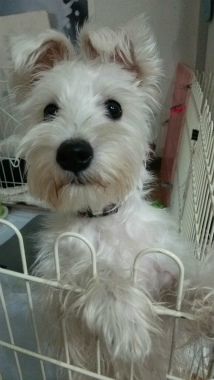 f:id:dog_life_saving:20150122224205j:image