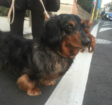 f:id:dog_life_saving:20150209205946j:image