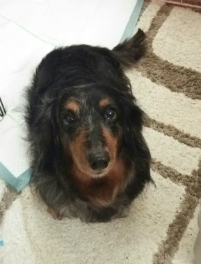 f:id:dog_life_saving:20150209205947j:image