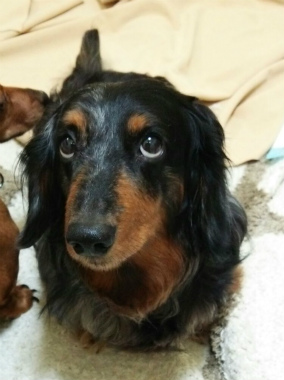 f:id:dog_life_saving:20150209205948j:image