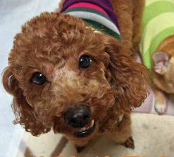 f:id:dog_life_saving:20150214140557j:image