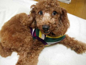 f:id:dog_life_saving:20150214140558j:image